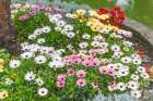 Angra do Heroismo, Terceira Island, Azores, Portugal. Daisies at the Duke Of Terceira Garden. Art Print